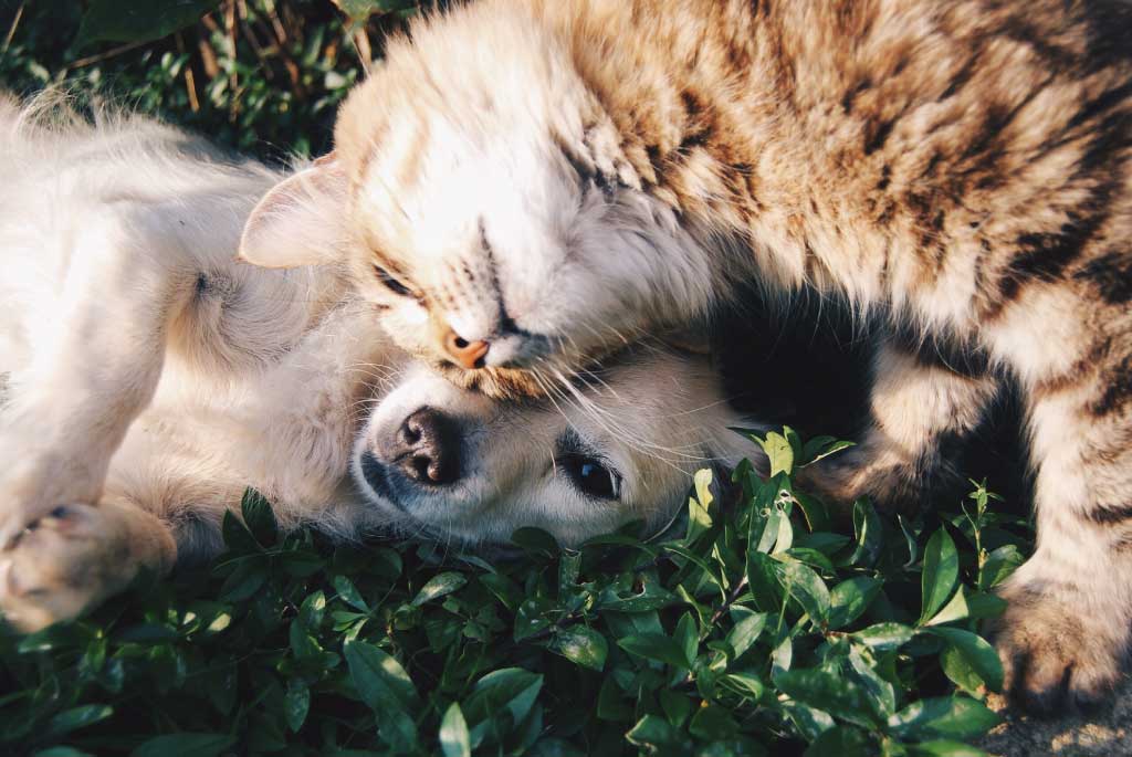 Golden dog and ginger cat snuggling outside in the grass.